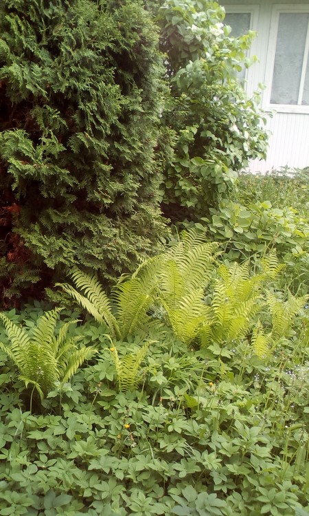 In my court yard