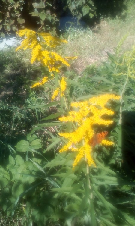 Sparkling yellow and little butterfly