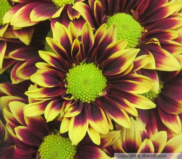 November Flower