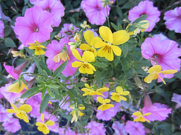 On A Pretty Summer's Day