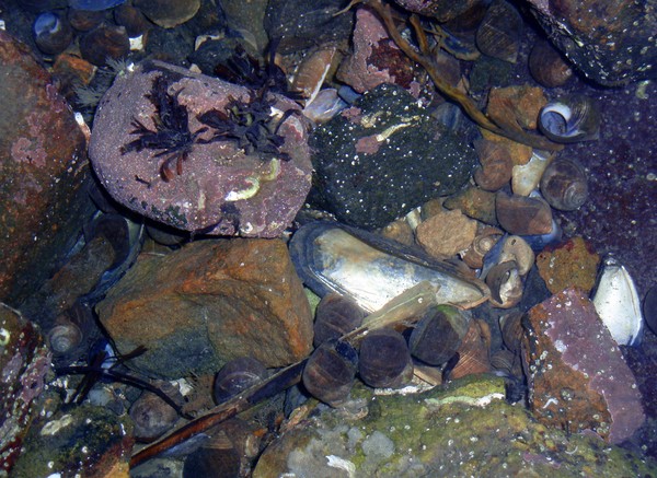 Sea Life in Scotland