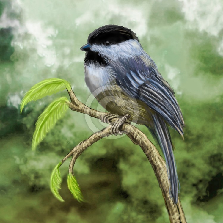 chickadee bird