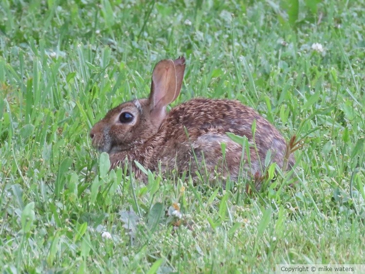 bunny