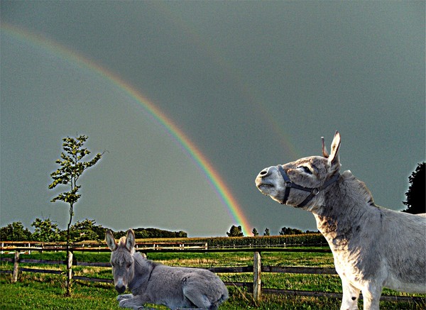 donkey under rainbow