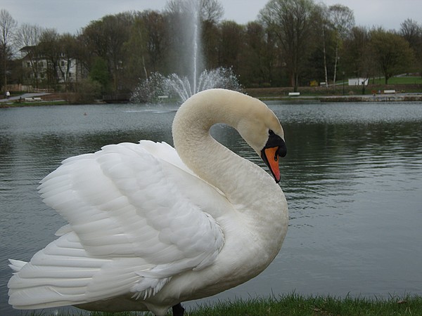 My Frind the Swan