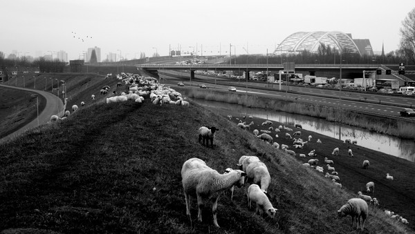 Sheepscape