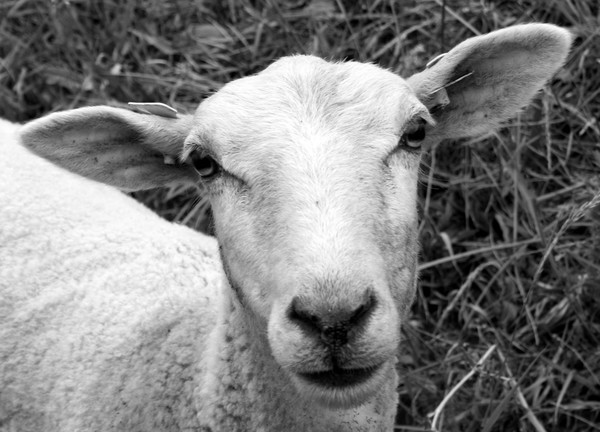 Sheep portrait #5