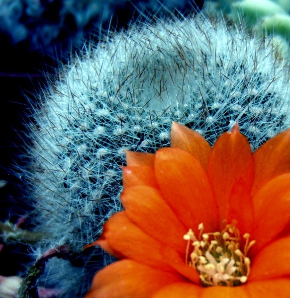 Cactus flower