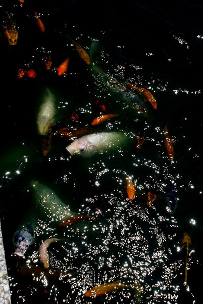 Swamming Fish