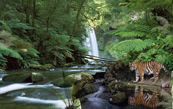 1045-Rainforest Reflections