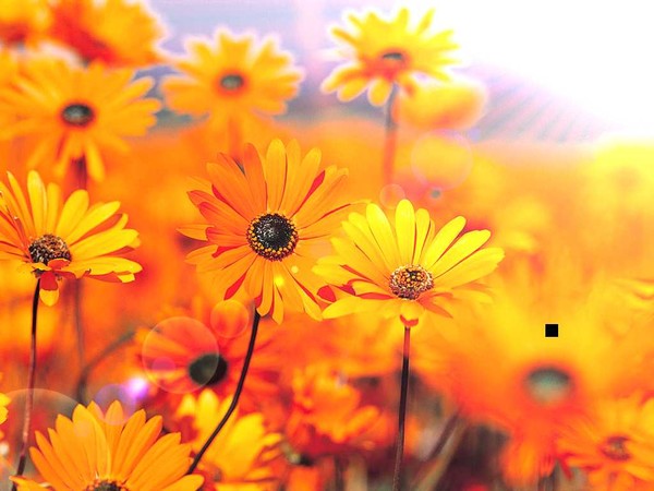 Flowers Of Joy