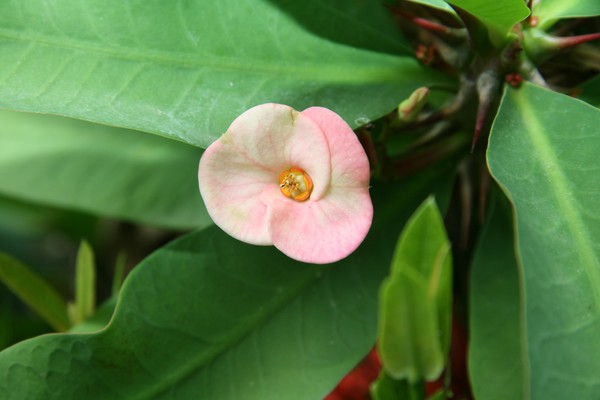Tropical Floral Series #0016