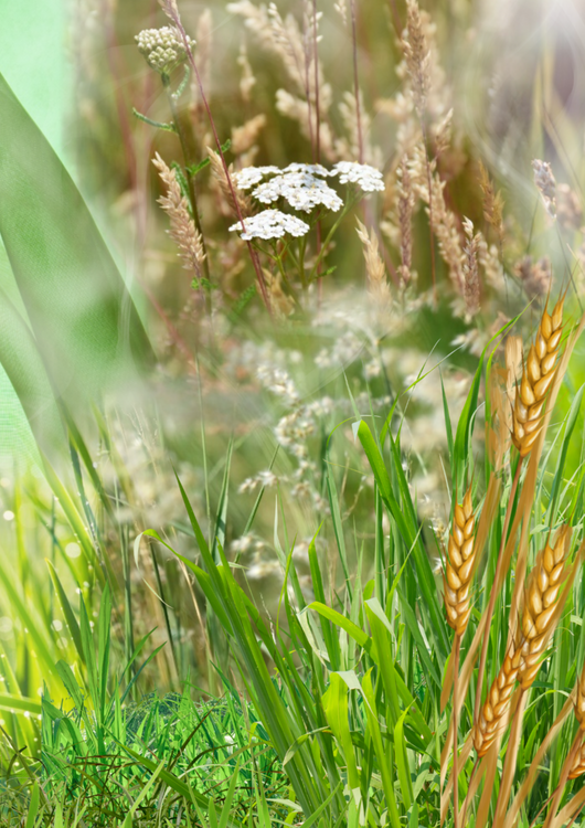 Wheat in the field