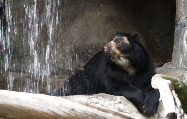 Spectacled Bear