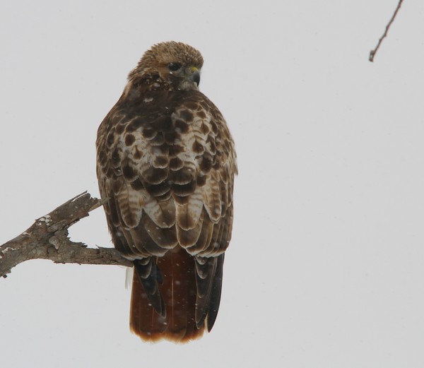 Adult Red Tail Hawk