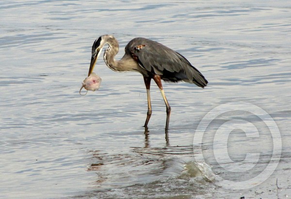 Great blue heron captures small stingray!