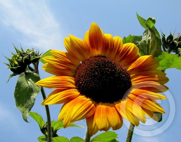 Sunflower Beauty!