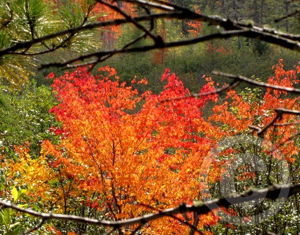 Glorious Fall Color!