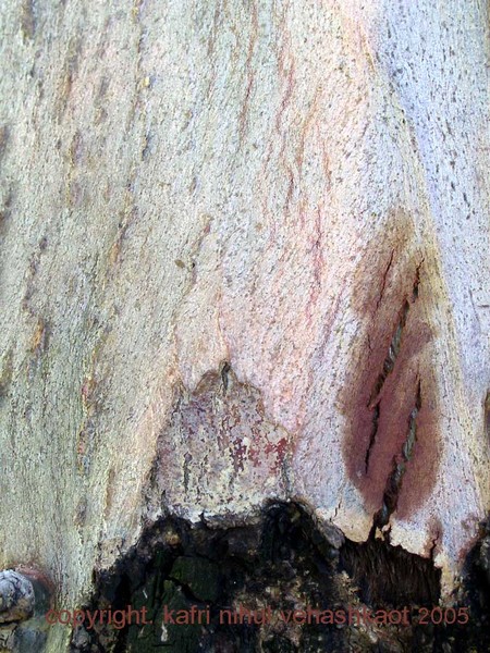 a tree on a mountain