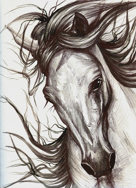 horse 