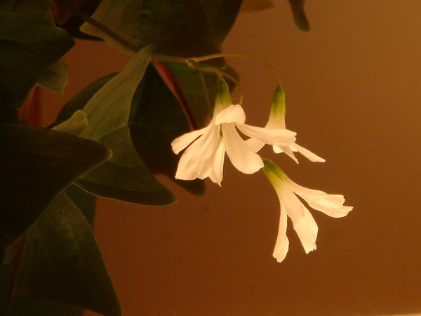 Petal Light