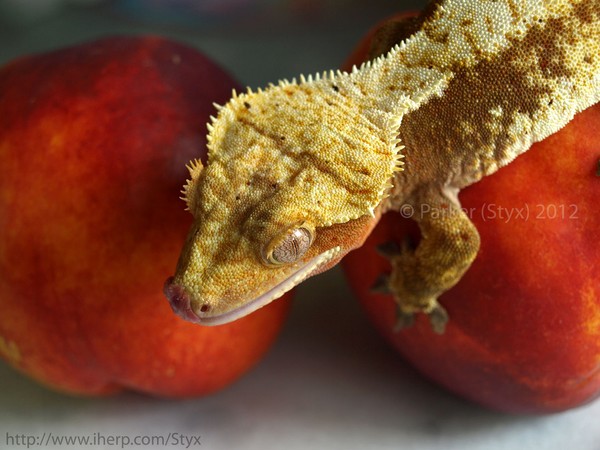 Peach Cookie