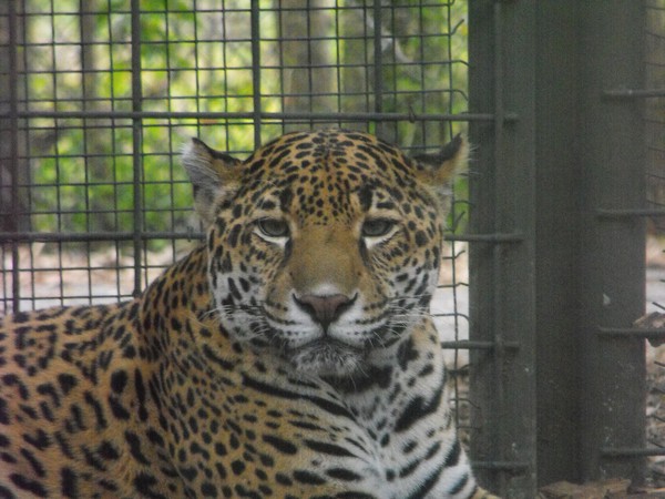 Jaguar