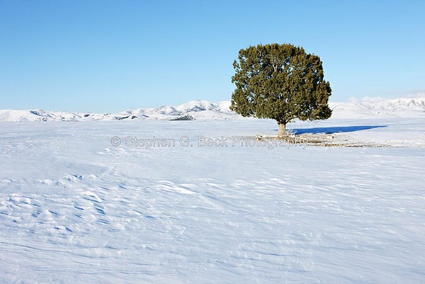 Lone Tree