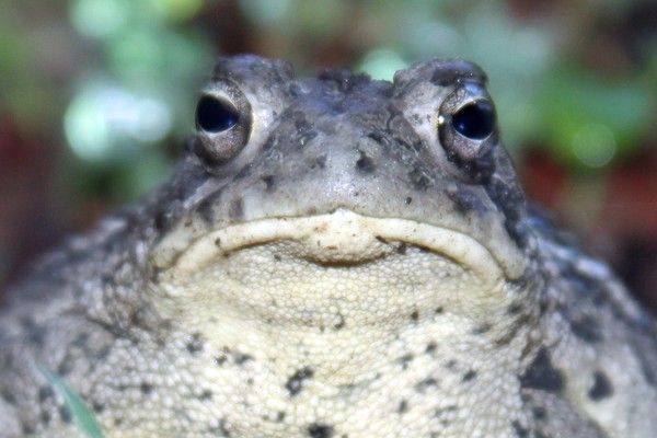 The Toad
