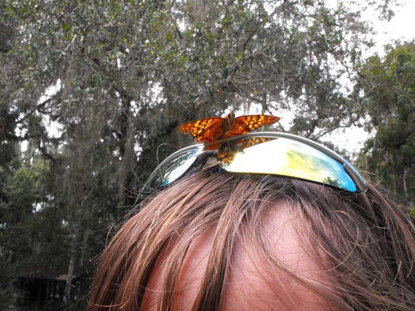 Butterfly