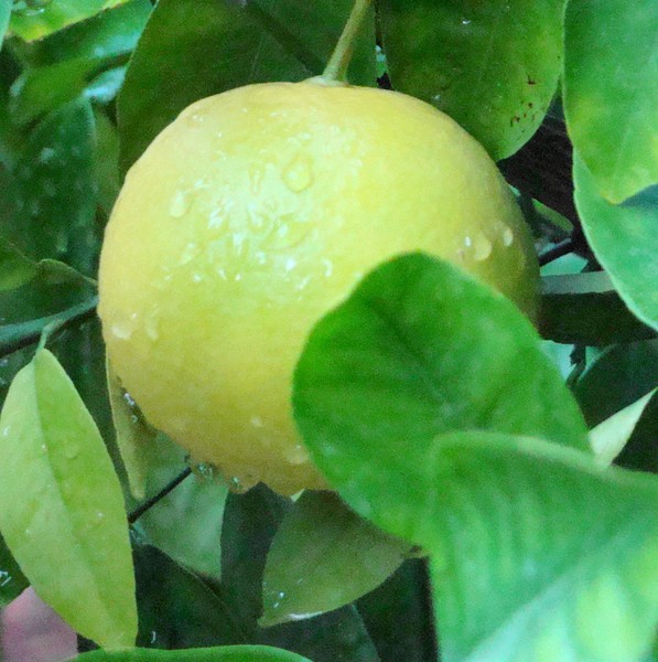 Grapefruit