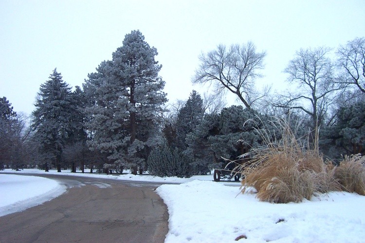 Hoar Frost 5