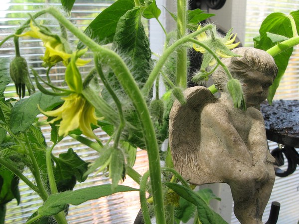 the protector of tomatoes