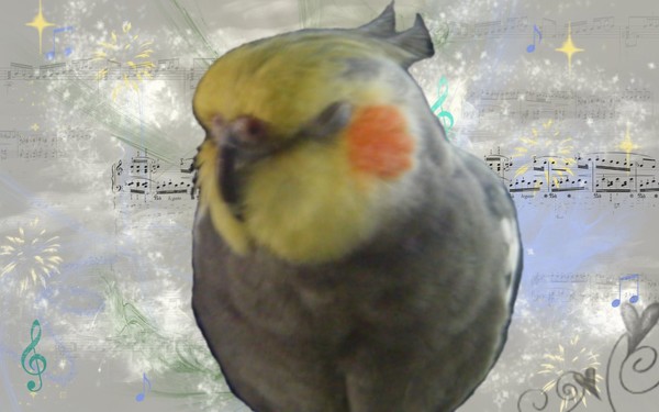 Birdy Wallpaper