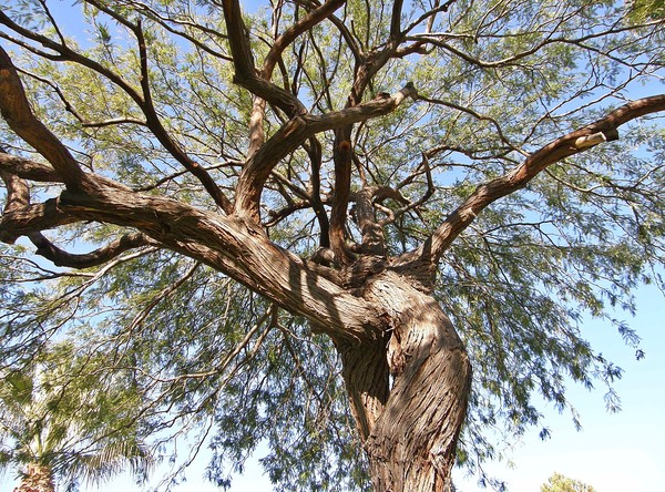 Crooked Tree