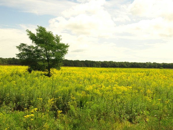 FIELD OF GOLDENROD