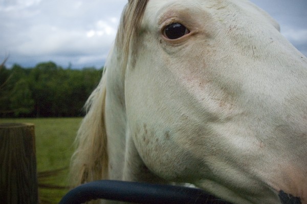 Perception of a Horse