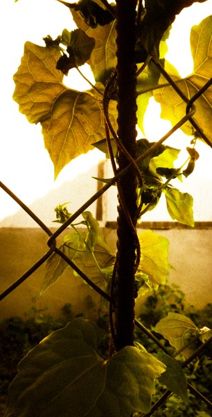 Vine 