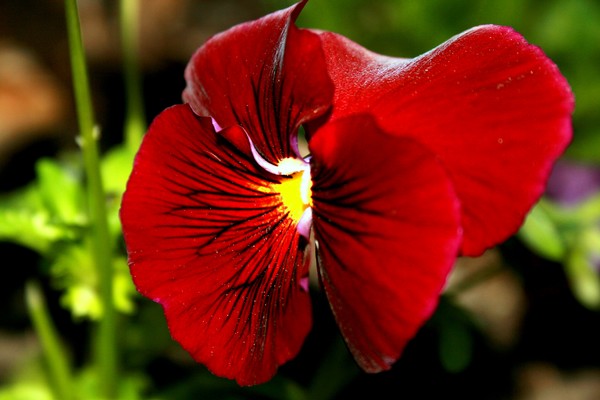 Red Flower Close Up