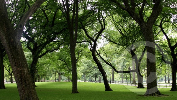 Central Park, New York