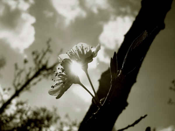 In the Spring