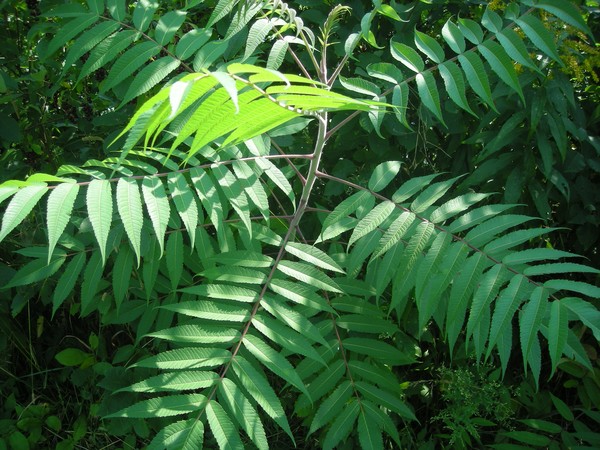 Sumac in the sun