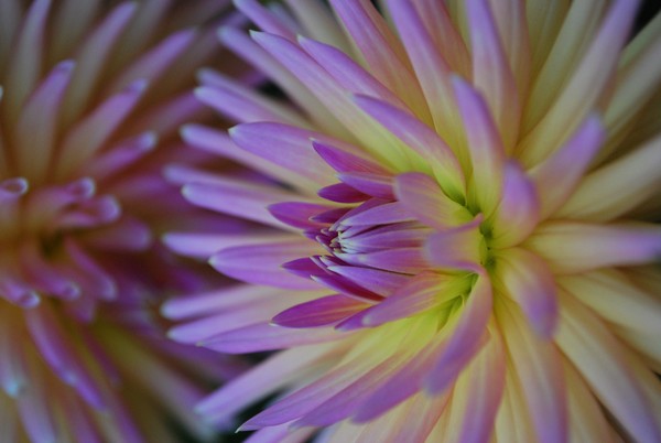 Sharing Dahlias
