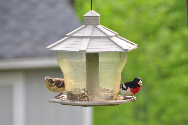 male & female grosbeak
