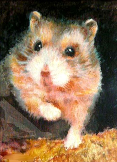 HAMPSTER FRIEND