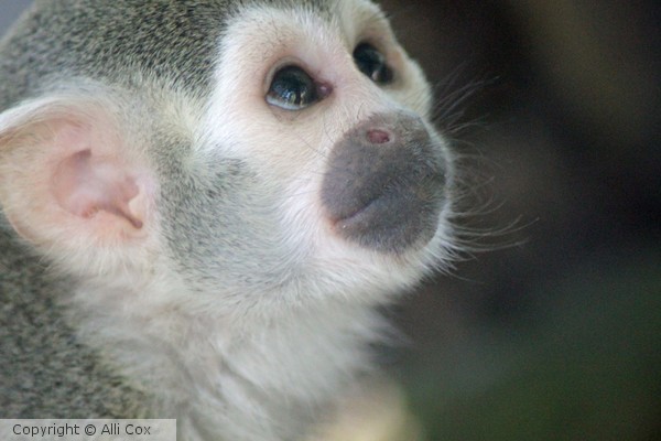 Monkey