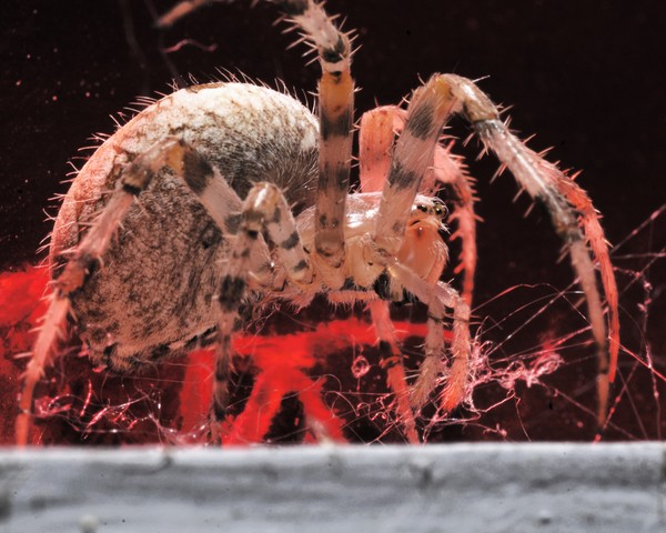 Creeping Spider