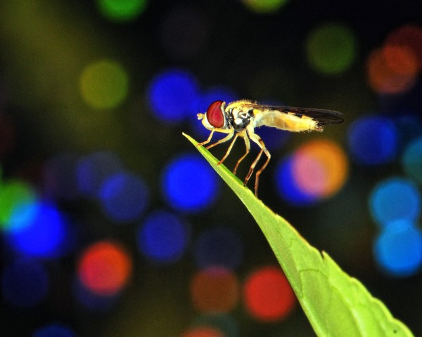 red eye fly