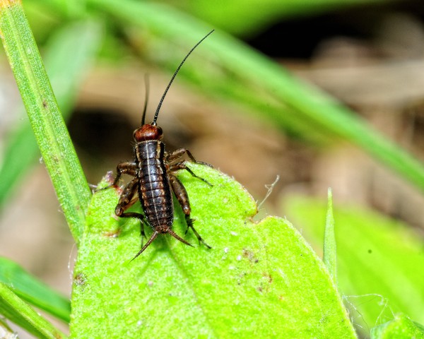 Cricket