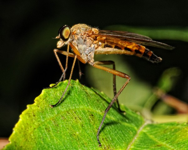 Some kind of Fly